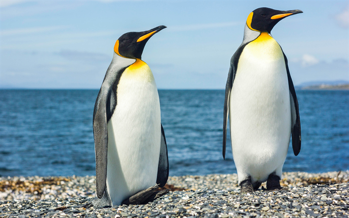 Pingviinit, 4k, ocean, rannikolla, Arctic, merilintuja