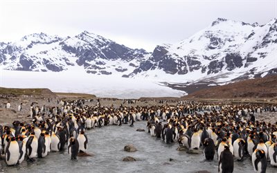 penguenler, flok, penguen grup, deniz, kuşlar, okyanus, buzullar, G&#252;ney Georgia ve G&#252;ney Sandwich Adaları, Antarktika