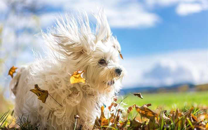 Havana bichon, white fluffy dog, cute animals, autumn, dogs
