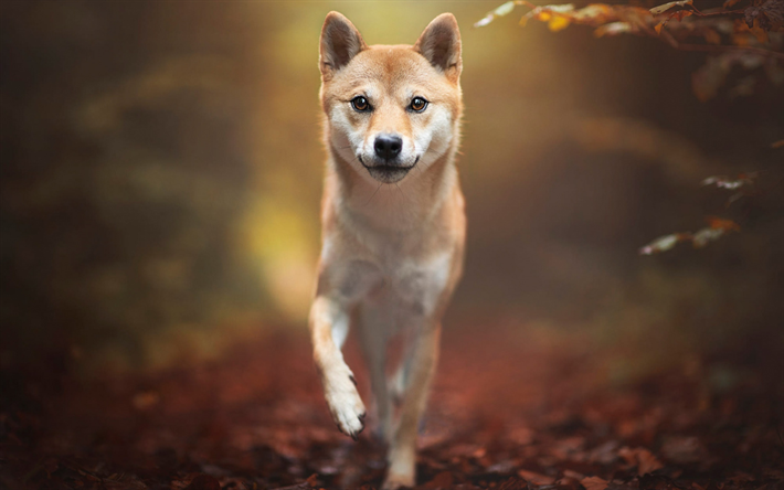 Shiba Inu, vacker hund, Japanska hundraserna, skogen, h&#246;st, ginger hund
