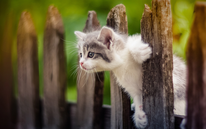 gatito en la valla, gatos, mascotas, bokeh, simp&#225;ticos animales, gatito, demestic gatos