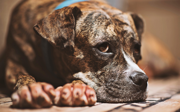 Pit Bull Terrier, close-up, marrone pitbull, bokeh, cani, Pit Bull, animali domestici, Cane pitbull