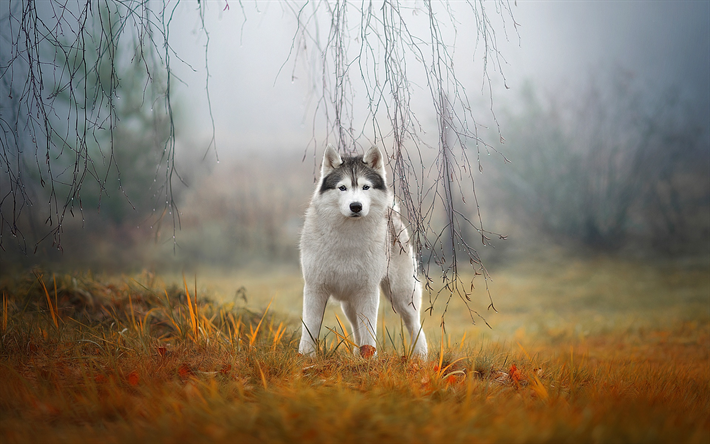 husky, c&#227;o branco, animais de estima&#231;&#227;o, floresta, outono, nevoeiro, folhas amarelas, cachorros