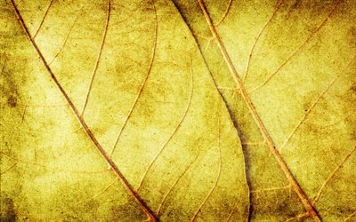 les feuilles jaunes, gros plan, feuille de texture, de vieilles feuilles