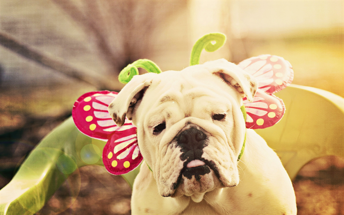 Engelsk Bulldog, carnival, close-up, bokeh, husdjur, rolig hund, Engelsk Bulldog Hund, s&#246;ta djur
