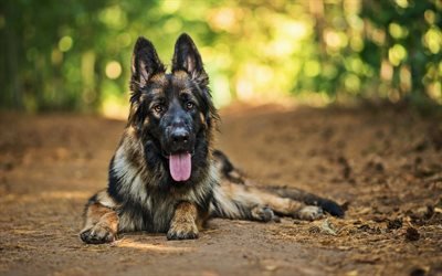 German Shepherd, bokeh, cute animals, forest, pets, summer, dogs, German Shepherd Dog