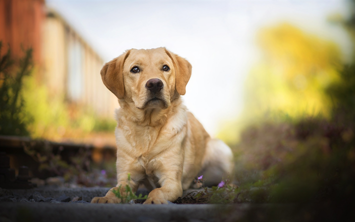 ゴールデンレトリーバー, 美しい茶褐色の犬, ペット, 犬, ラブラドール