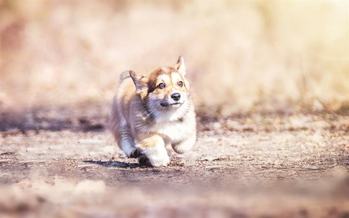 Welsh Corgi, un piccolo cucciolo, carino cani, animali domestici, autunno, mattina, cani, l&#39;esecuzione di cucciolo di Corgi