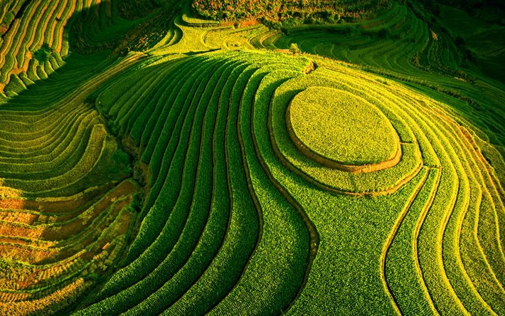 Vietnam, dalg&#229;ng, risf&#228;lt, risodling, jordbruk, HDR, Asien, vacker natur