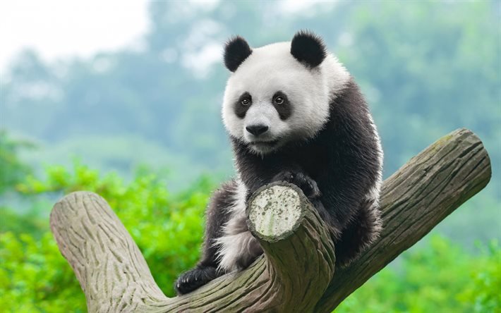 4k, panda, vilda djur, s&#246;ta bj&#246;rnar, s&#246;t panda, pandor, Kina