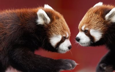 red panda, ours, pandas