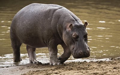 hippopotamus, wildlife, Africa, river