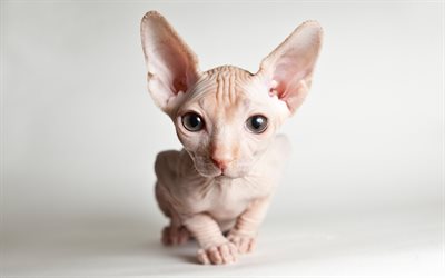 Sphynx cat, Felis catus, homeless cat, pets, cat, big ears, white Sphynx, 4k