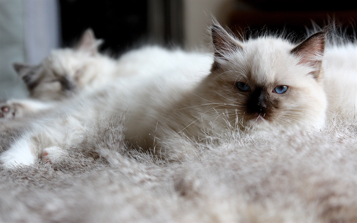 Gato Ragdoll, 4k, blancas y esponjosas gato, animales lindos, mascotas, gatos, felinos Americanos