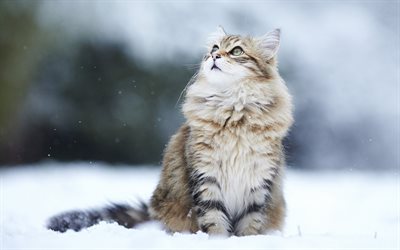 Siberian cat, winter, furry cat, cute animals, snow, 4k
