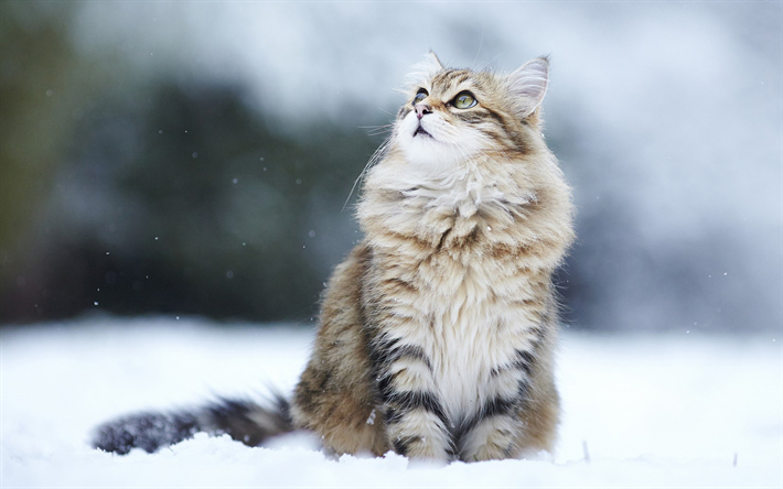 Herunterladen Hintergrundbild Die Sibirische Katze Winter Pelzigen Katze Niedliche Tiere Schnee 4k Fur Desktop Kostenlos Hintergrundbilder Fur Ihren Desktop Kostenlos