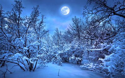 4k, winter, forest, night, moon, snowdrift