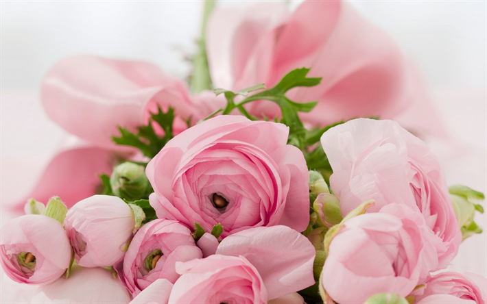 rosa rosor, vackra blommor, rosa blommor, rosor