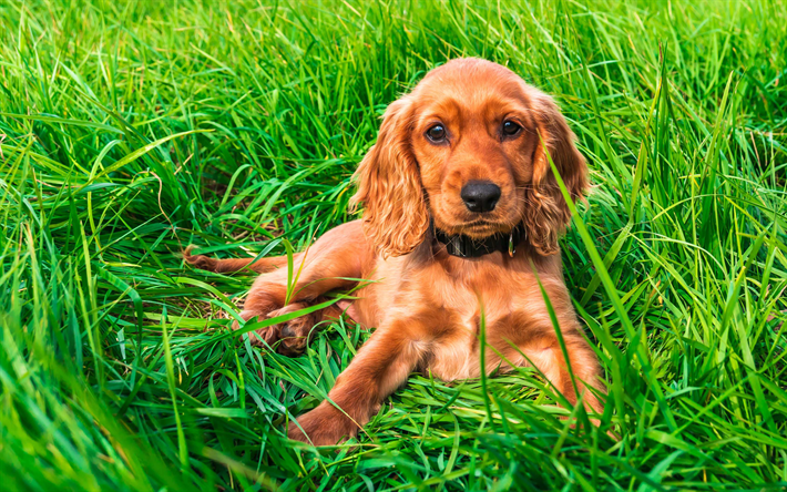 Download wallpapers English Cocker Spaniel, 4k, puppy, lawn, dogs, cute