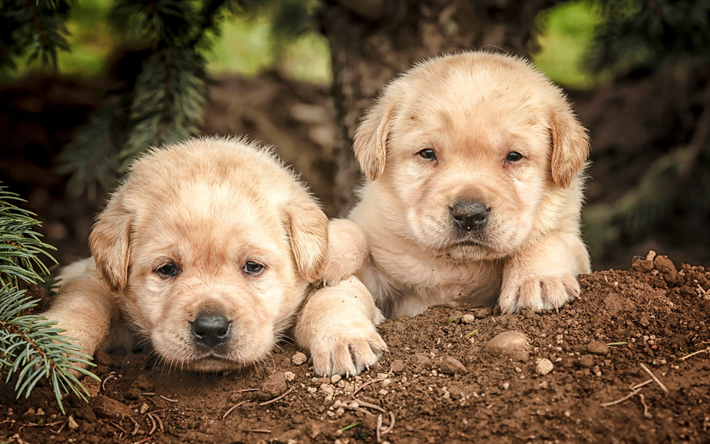 Golden Retriever, puppies, cute little dogs, labrador, forest, dogs