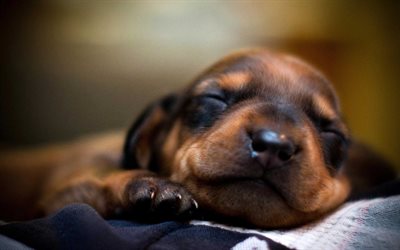 sleeping dachshund, puppy, cute animals, dogs, pets, dachshund, Canis lupus familiaris