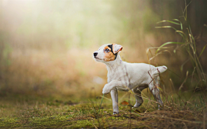 Jack Russell Terrier, gramado, filhote de cachorro, c&#227;o de corrida, animais de estima&#231;&#227;o, cachorros, animais fofos, Jack Russell Terrier C&#227;o