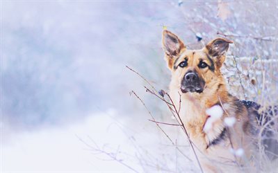 German Shepherd, winter, cute animals, snowdrifts, pets, dogs, German Shepherd Dog