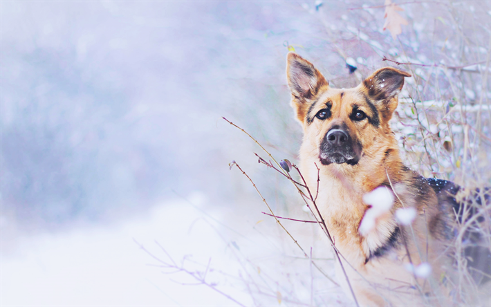 ドイツの羊飼い, 冬, かわいい動物たち, snowdrifts, ペット, 犬, ジャーマンシェパードドッグ