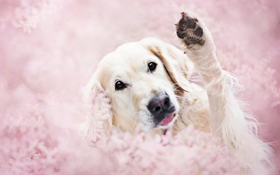 Golden Retriever, pink flowers, dog in flowers, bokeh, dogs, pets, labrador, Golden Retriever Dog