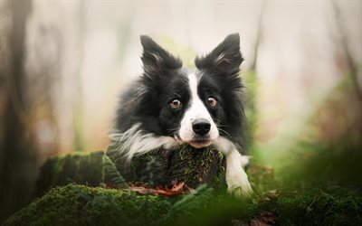 Border Collie, forest, white-black fluffy dog, pets, cute dogs