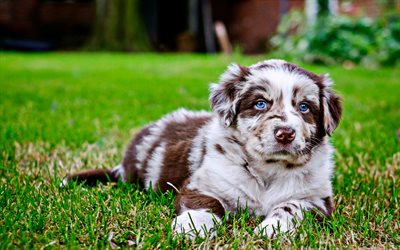 Australian Shepherd, puppy with blue eyes, cute animals, lawn, Aussie, HDR, small aussie, pets, dogs, Australian Shepherd Dog, Aussie Dog
