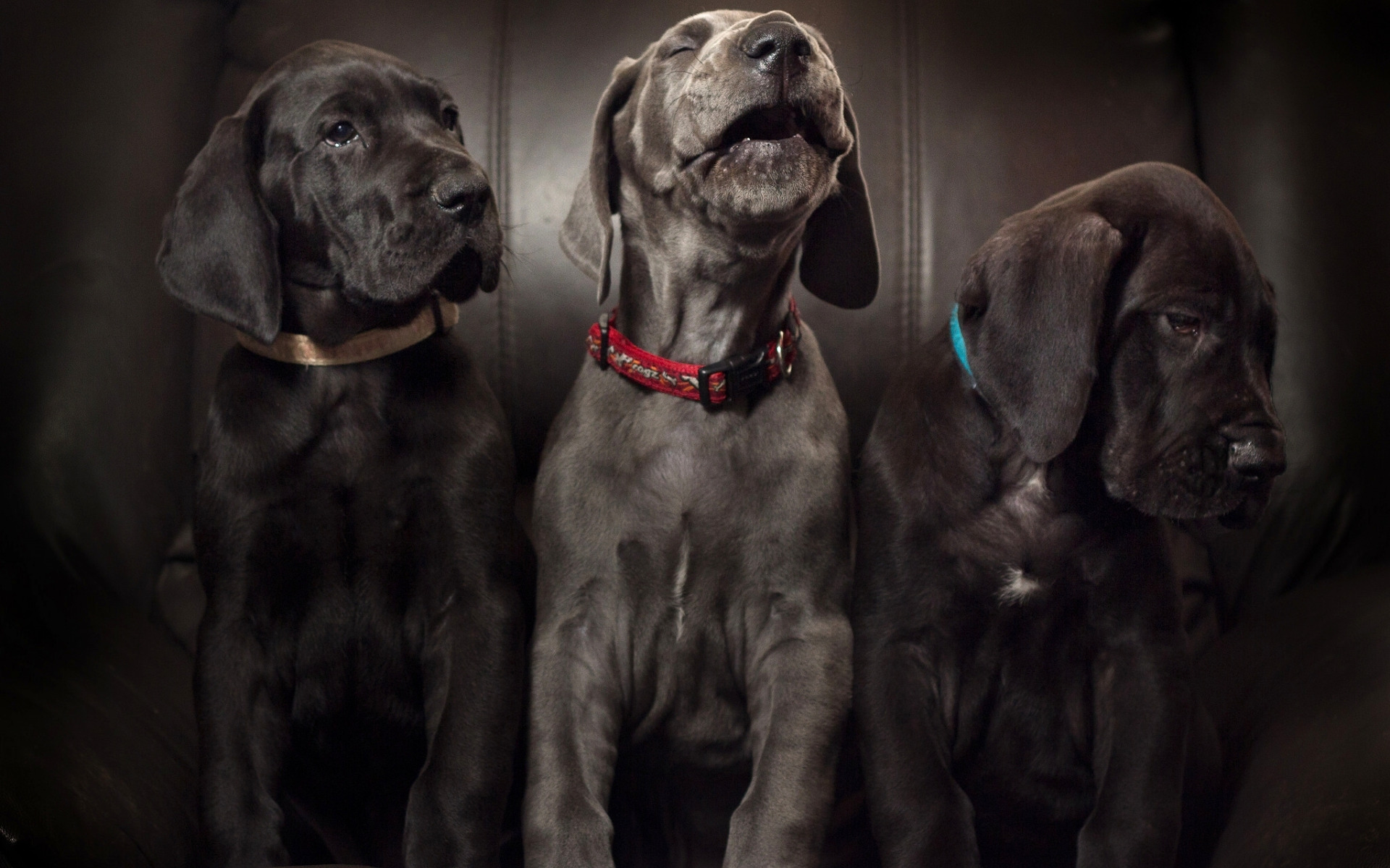 Descargar fondos de pantalla Gran Danés, negro cachorros, perros pequeños,  lindos animales, mascotas, perros monitor con una resolución 1920x1200.  Imagenes de escritorio