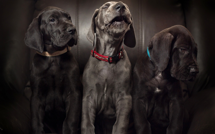 Gran Dan&#233;s, negro cachorros, perros peque&#241;os, lindos animales, mascotas, perros