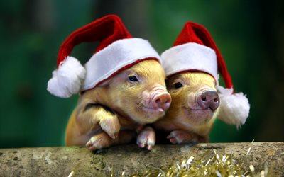 small piglets, New Year, 2019 Year, Christmas, funny Santa Clauses, pigs