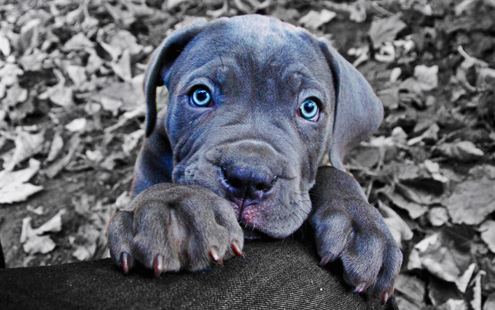 Cane Corso, puppu, animali domestici, animali, grigio Cane Corso cucciolo con gli occhi azzurri, carino animali, cani