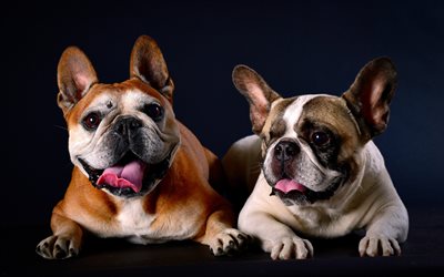french bulldogs, small dogs, pets, funny dogs, puppies, dogs