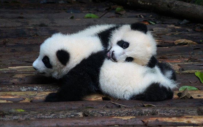 Download Wallpapers Little Pandas Little Cubs Pandas Cute Animals