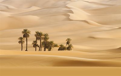 砂漠, 砂丘, オアシス, ヤシの木, 砂, アフリカ