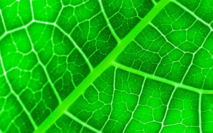feuilles d&#39;un vert texture, 4k, close-up, des feuilles, des feuilles de texture, des feuilles vertes, feuilles vert, macro, mod&#232;le de feuille de, feuille de textures
