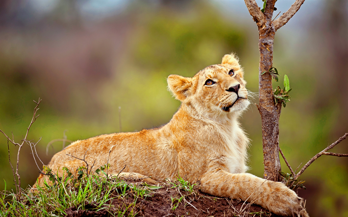 lionet, wildlife, predators, Africa, lion cub, wild nature, bokeh, lion