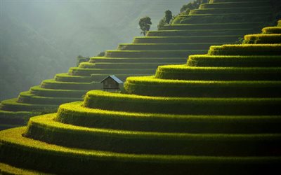 terrasses vertes, culture du th&#233;, montagnes, soir&#233;e, coucher de soleil Xa Su Pan, Tinh Lao Cai, Mu Cang Chai, Vietnam