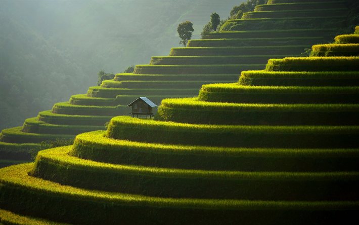 green terraces, tea growing, mountains, evening, sunset Xa Su Pan, Tinh Lao Cai, Mu Cang Chai, Vietnam