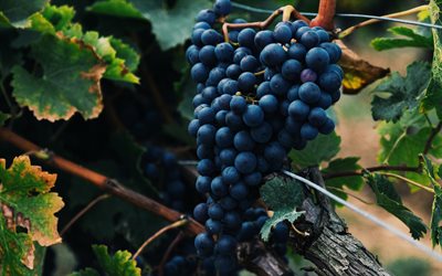 grone de uva, vinhedo, fruta, colheita de uva, uvas vermelhas, uvas grandes