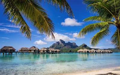 tropical island, summer, paradise, ocean, palm trees, summer vacation