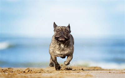 American pit bull terrier, running dog, beach, sand, big gray dog, dog breed