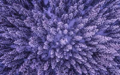 forest, winter, 4k, aerial shot, view from above, fir-tree