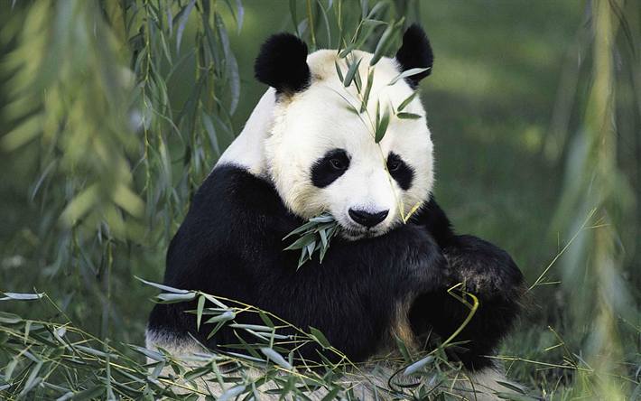 panda, vilda djur, bj&#246;rn, skogen, 4k, pandor