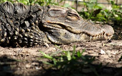 Orinoco crocodile, wildlife, predator, reptile, large sleeping crocodile, 4k, Crocodylus intermedius