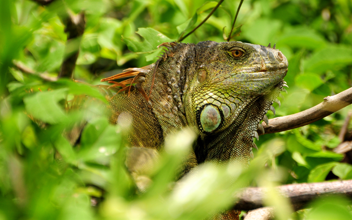 Green iguana, lizard, 4k, wild nature, forest, American iguana, South America