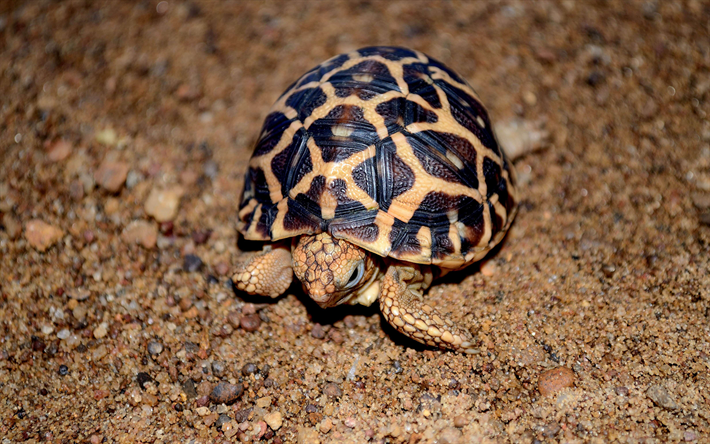 pieni kilpikonna, Intian t&#228;hti kilpikonna, 4k, y&#246;, hiekka, wildlife, Geochelone elegans